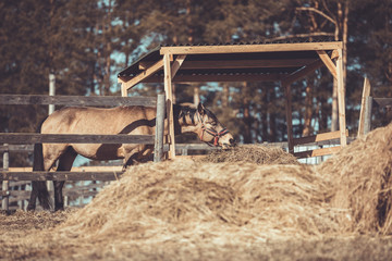 Fototapeta na wymiar gelding horse eating hay in the paddock in spring landscape