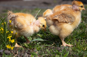 Yellow chickens on the grass and on a natural background on the farm, close-up