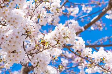 静岡県富士市　岩本山公園の桜