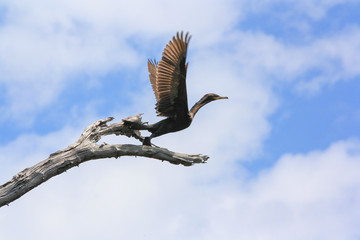 Mergulhão Amazônico