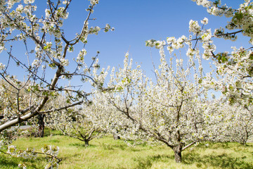 Fototapeta premium Springtime landscape in Valle del Jerte with cherry trees blossom