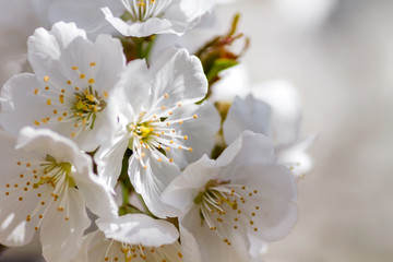 Detail of cherry blossom white flowers