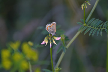 Closeup of small butterfly on flower
