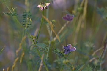 Closeup of small butterfly on flower