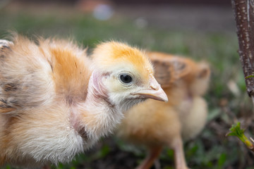 Little chicken, yellow chickens on the grass. Rearing small chickens. Poultry farming.