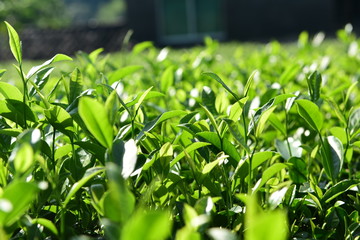 Fototapeta premium Tea Picking in Chinese Tea Gardens