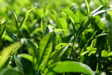 Tea Picking in Chinese Tea Gardens