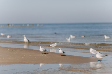 Möwen an der Ostsee