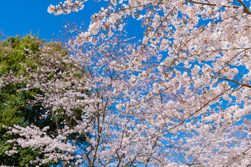 静岡県富士市　岩本山公園の桜