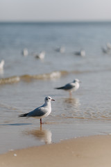 Seagulls at the Beach