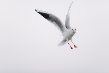 Möwe im Flug