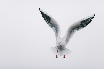 Flying Seagull