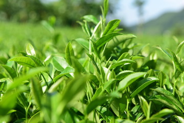 Fototapeta na wymiar Tea Picking in Chinese Tea Gardens