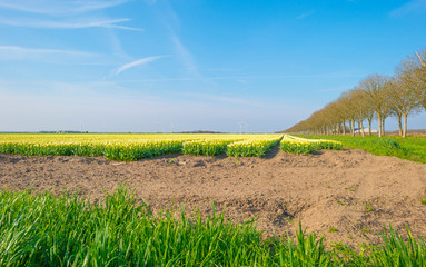 Field with flowers below a blue sky in sunlight at sunrise in spring