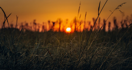 Fototapeta na wymiar Fields landscape in summer sunset and sunrise