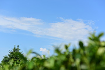 Tea Picking in Chinese Tea Gardens