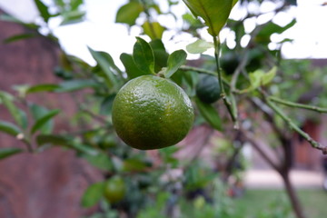 oranges that are still raw