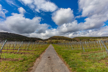 Fototapeta na wymiar path in vineyards landscape 