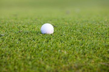 Green grass with golf ball close-up in soft focus at sunlight. Sport playground for golf club concept