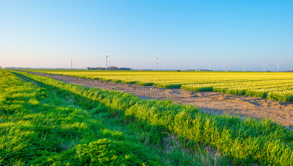 Field with flowers below a blue sky in sunlight at sunrise in spring