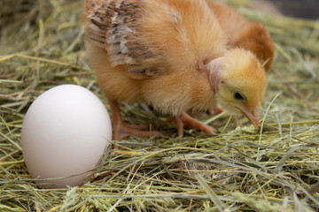Newborn yellow chickens in hay nest along the whole. Closeup of yellow chickens in the nest.