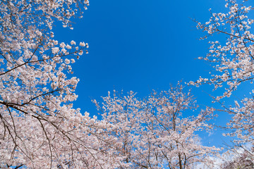 静岡県富士市　岩本山公園の桜