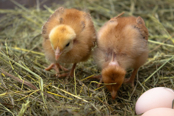 Yellow chickens in the nest near the eggs. Eggs in the nest.
