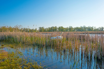 Swans on their nest along the edge of a lake at sunrise in spring