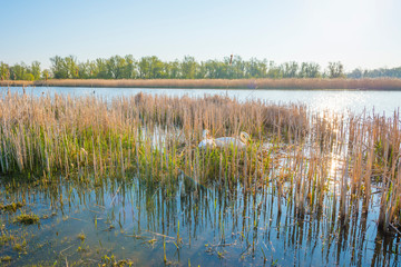 Swans on their nest along the edge of a lake at sunrise in spring