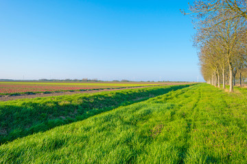 Field with flowers below a blue sky in sunlight at sunrise in spring