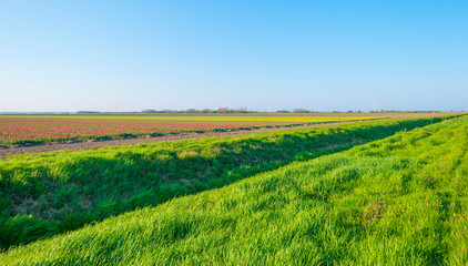 Field with flowers below a blue sky in sunlight at sunrise in spring