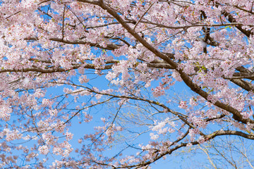 静岡県富士市　岩本山公園の桜