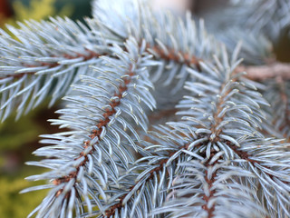 Naklejka na ściany i meble Silver pine branches.Silver pine close up._0342
