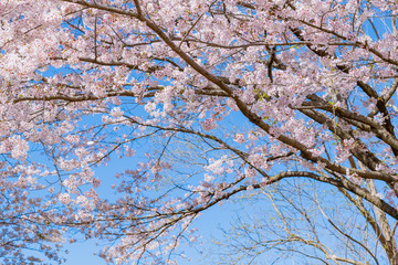 静岡県富士市岩本山公園の桜