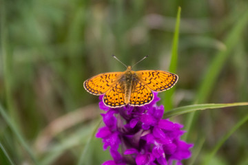 Perlmutfalter auf Orchidee
