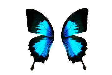 tropical butterfly wings isolated on white background.