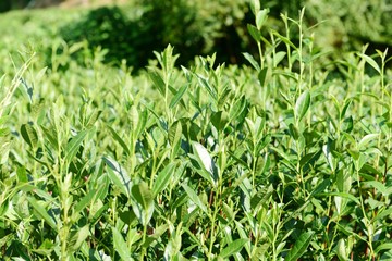 Tea Picking in Chinese Tea Gardens