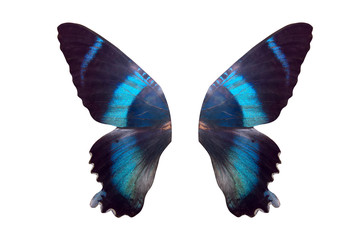 tropical butterfly wings isolated on white background.