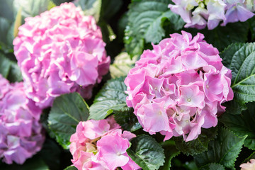 Pink fresh Hydrangea flower with morning day light, natural and spring season concept background