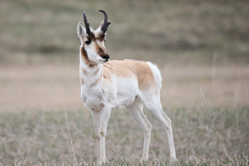 young pronghorn buck