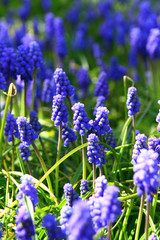 muscari ou jacinthe à grappes