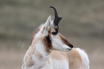 portrait of a pronghorn buck