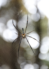 Black and Yellow Argiope spider with long legs and body standing on the web. Hue, Vietnam.