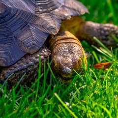 wildlife