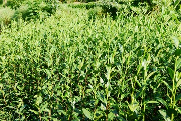 Tea Picking in Chinese Tea Gardens