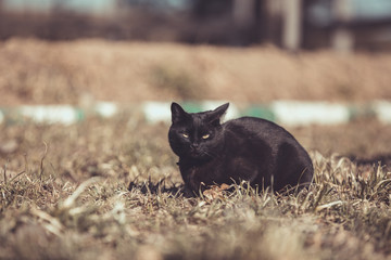 portrait of black cat sitting on the grass in the spring