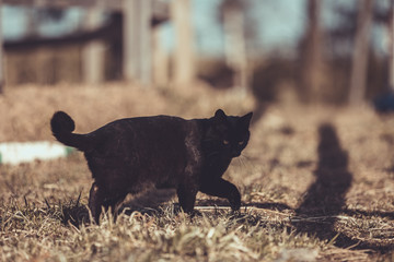 Obraz na płótnie Canvas black cat sneaking on the ground in the spring