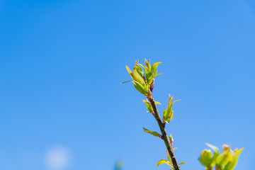 新芽　春の息吹　新緑イメージ
