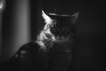 portrait of angry marble tabby male cat in sunlight (black and white)