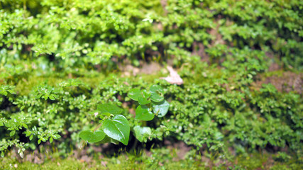 Small plant on pile of lichen and moss. Sprout in the forest.